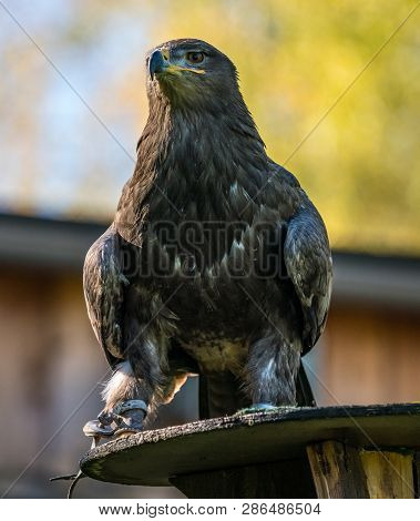 Harris's Hawk, Parabuteo Unicinctus, Bay-winged Hawk Or Dusky Hawk