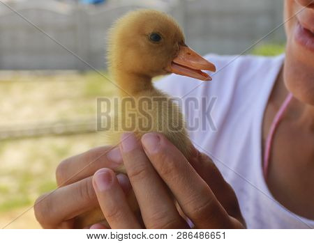 Girl Holding A Duckling. Duckling Smiling. Photo Blurred