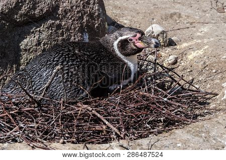 The Humboldt Penguin, Spheniscus Humboldti Also Termed Peruvian Penguin, Or Patranca Is A South Amer