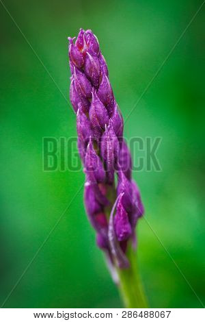 Orchis Mascula, The Early-purple Orchid, A Species Of Flowering Plant. Flower In Macro View On A Blu