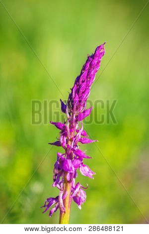 Orchis Mascula, The Early-purple Orchid, A Species Of Flowering Plant. Flower In Macro View On A Blu