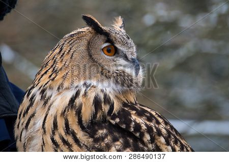 The Long-eared Owl, Asio Otus, Also Known As The Northern Long-eared Owl, Is A Species Of Owl Which 