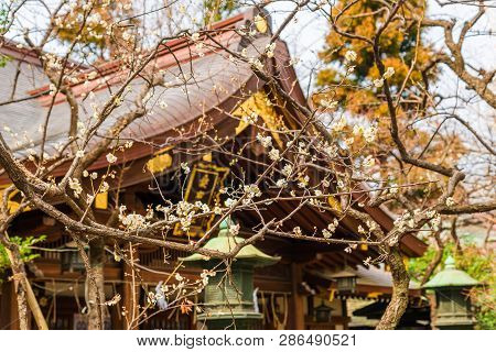 Tokyo, Japan - February 14: Spring Arrives In Japan. Atago Shrine Shogun Tree Plum Blossom Blooming 