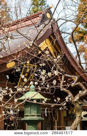 Tokyo, Japan - February 14: Spring Arrives In Japan. Atago Shrine Shogun Tree Plum Blossom Blooming 