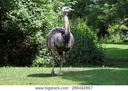 The Common Ostrich, Struthio Camelus, Or Simply Ostrich, Is A Species Of Large Flightless Bird Nativ