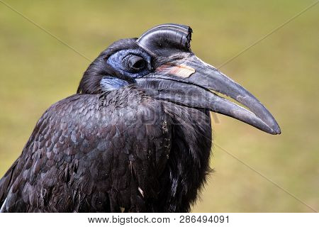 The Abyssinian Northern Ground Hornbill, Bucorvus Abyssinicus Or Northern Ground Hornbill Is An Afri