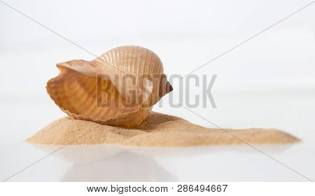 Giant Tun, Tonna Galea, Sea Snail Shell And Sand Pattern On White