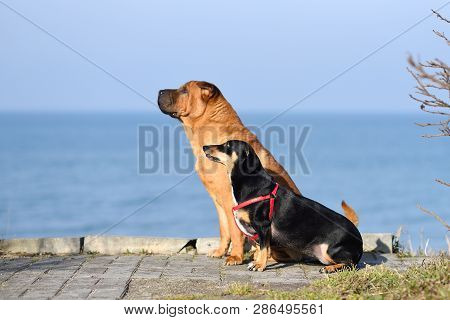 Two Dogs, A Big Red-haired Shar-pei And A Small Black Metis Dachshund, Sit Side By Side On The Coast