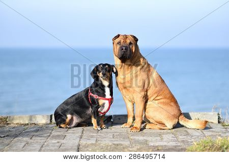 Two Dogs, A Big Red-haired Shar-pei And A Small Black Metis Dachshund, Sit Side By Side On The Coast