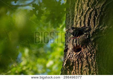Sturnus Vulgaris. The Wild Nature Of The Czech Republic. Free Nature. Picture Of A Bird In Nature. B