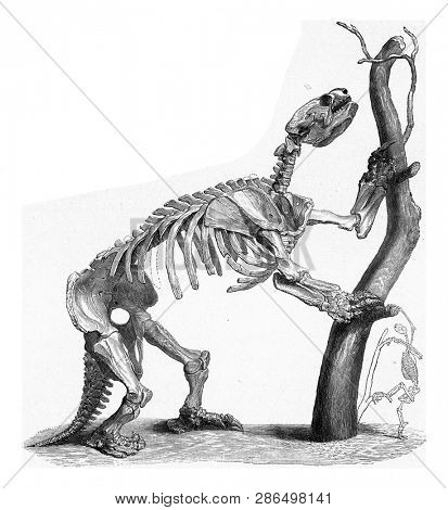 Skeleton of a giant lazy prehistoric times compared to the skeleton of a modern lazy, vintage engraved illustration. From the Universe and Humanity, 1910.