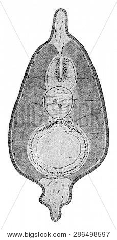 Section of a young amphioxus, vintage engraved illustration. From the Universe and Humanity, 1910.
