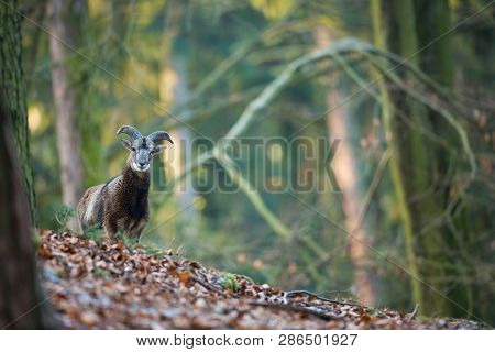 Ovis Musimon. The Wild Nature Of The Czech Republic. Free Nature. Picture Of Mammal In Nature. Beaut