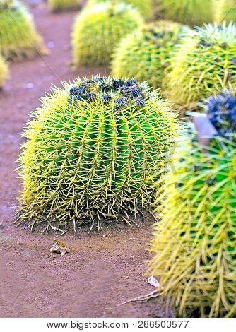 Glochidia Cacti In A Park On Tenerife Island