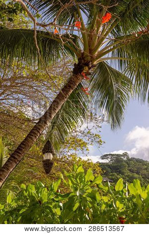Sunset At Port Launay, Mahe Island, Seychelles. View On Green Palms And Bunches On The Beach.