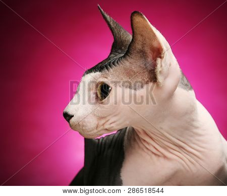 Close-up Portrait Of Adult Hairless Don Sphinx