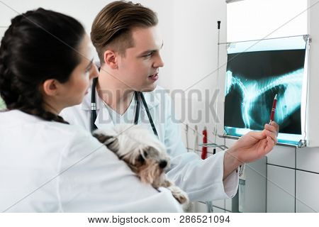 Two young veterinary doctors examining pet radiograph in hospital