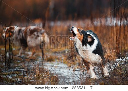 Two Border Collie Dog Red-haired Black And White Grazing Sheep In The Paddock. Raw Dog. Sports Disci