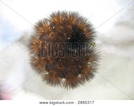 Caterpillar