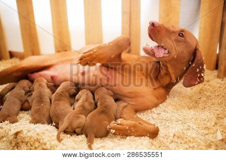 A Happy Vizsla Is A Dog With Young Puppies Lies In The Sawdust And Feed Them