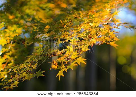 Maple Leaves Colorful  Autumn At Zuiganzan Enkouji