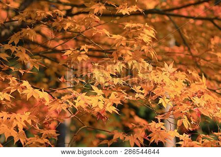 Maple Leaves Colorful In Autumn At Zuiganzan Enkouji