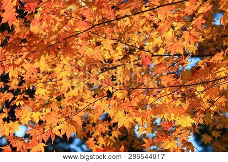 Maple Leaves Colorful In Autumn At Zuiganzan Enkouji