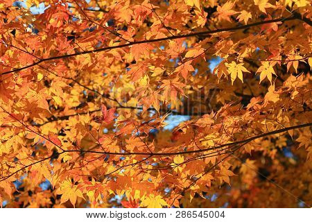 Maple Leaves Colorful In Autumn At Zuiganzan Enkouji