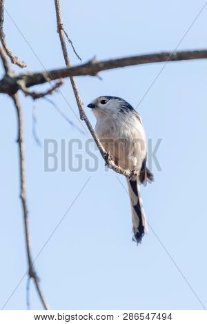 Long-tailed Tit On Branch (aegithalos Caudatus) Cute Little Bird