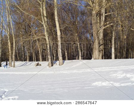 Winter Forest Landscape. Snow. Bright. 