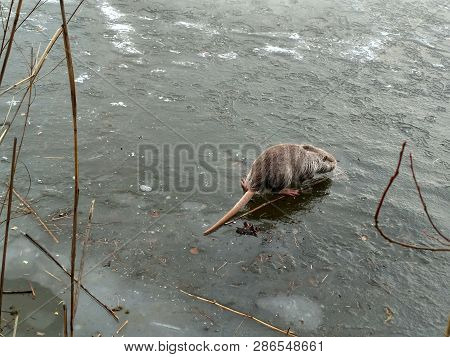 Nutria Eats On Ice. Funny Winter Photo Of Nutria.
