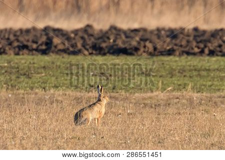 European Brown Hare (lepus Europeaus) Hiding In Field Spring Time