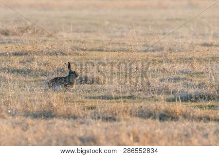 European Brown Hare (lepus Europeaus) Hiding In Field Spring Time