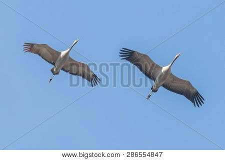 Common Cranes In Flight Blue Skies, (grus Grus) Migration
