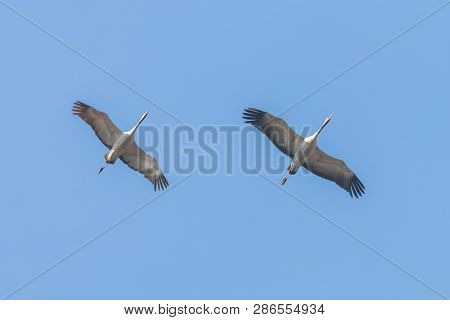 Common Cranes In Flight Blue Skies, (grus Grus) Migration