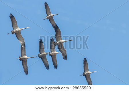 Common Cranes In Flight Blue Skies, (grus Grus) Migration