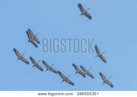 Flying Flock Of Common Crane (grus Grus) In Flight Blue Skies, Migration