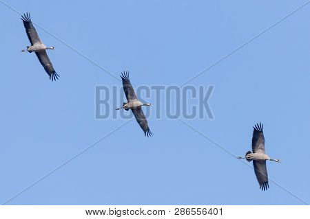 Common Cranes In Flight Blue Skies, (grus Grus) Migration