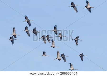Common Cranes In Flight Blue Skies, (grus Grus) Migration
