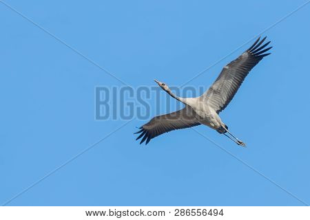 Common Crane In Flight Blue Skies (grus Grus) Migration
