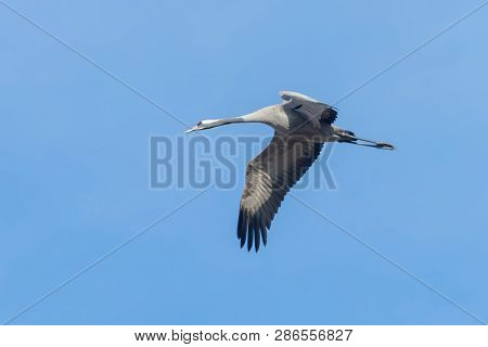 Common Crane In Flight Blue Skies (grus Grus) Migration