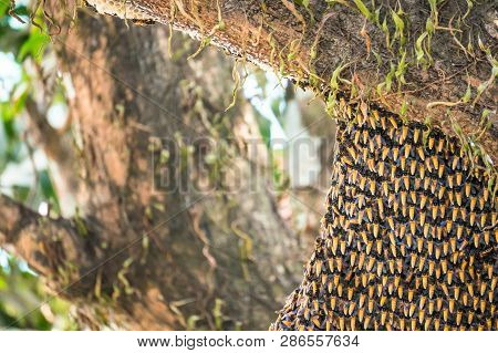 Hive Of Giant Asian Honey Bees Nesting On Tree. Apis Dorsata.