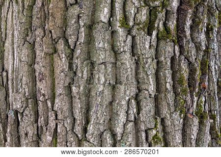 The Bark Of An Old Tree Covered In Moss. Oak Bark Texture. Moss On The Tree.