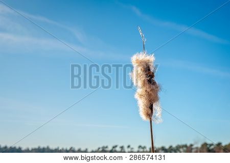 Fluffy Flower Spike Of A Bulrush Or  Typha Latifolia Plant Against A Bright Blue Sky In The Dutch Wi