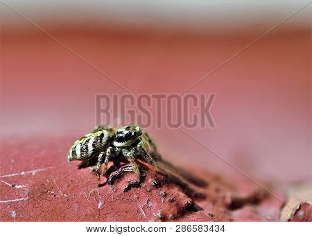 Zebra Spider On Red Window Ledge, Salticus Scenicus .