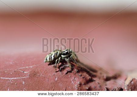 Small Zebra Jumping Spider On A Sunny Windowsill, Salticus Scenicus