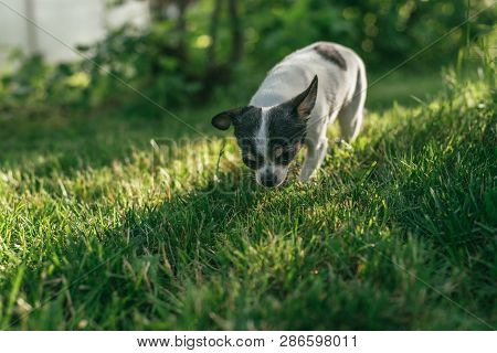 The Little Dog Chihuahua Playing Outside On The Grass Spring Lawn. Selective Focus Bokeh Background