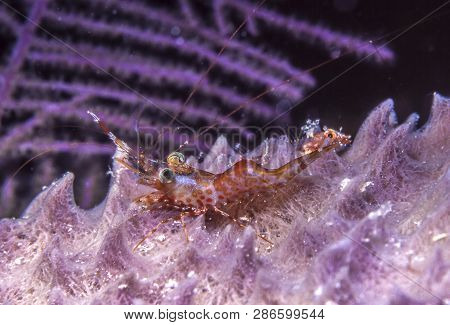 Alpheus Is A Genus Of Snapping Shrimp Of The Family Alpheidae.