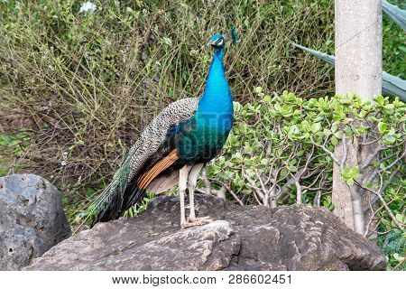 Hawaii Oahu Blue Peacock In Makaha Valley