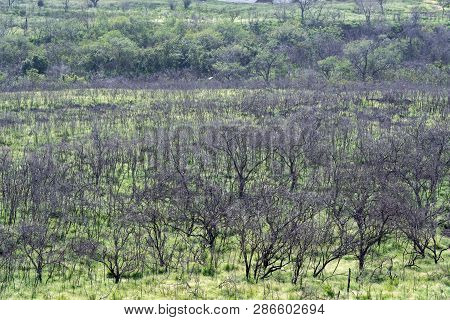 Makaha Valley With Tree Diversity On The West Coast Of Oahu